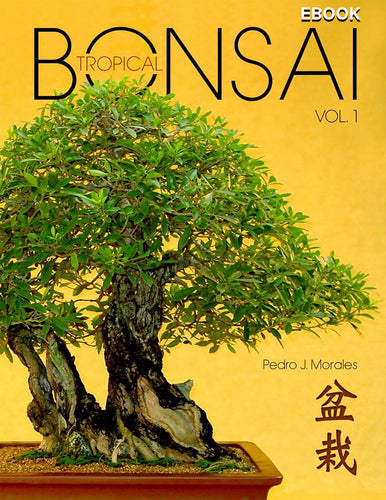 bonsai portada
